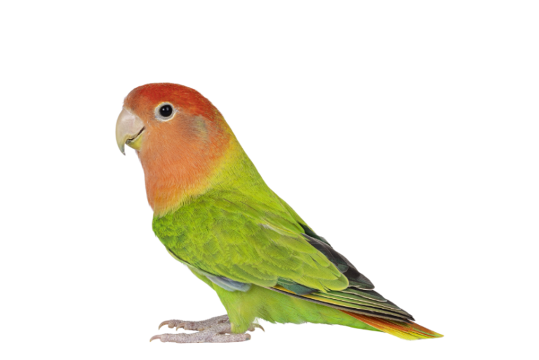 All Pet Card Careers Pet Care Credit Card